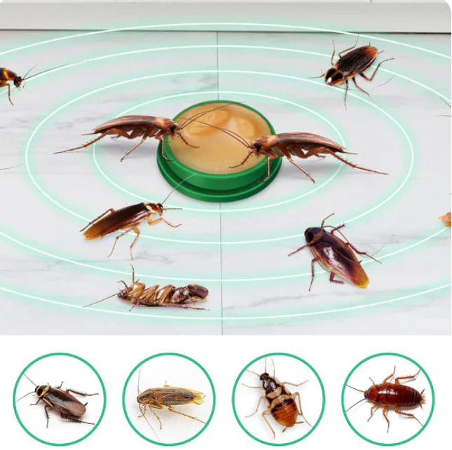 Piège à cafards de cuisine - pack 12 pièces
